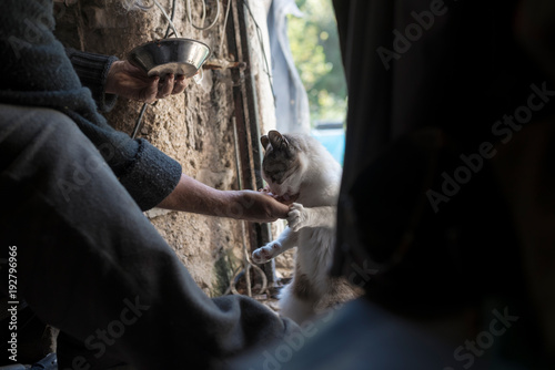 Wallpaper Mural Man feeding cat in shed Torontodigital.ca