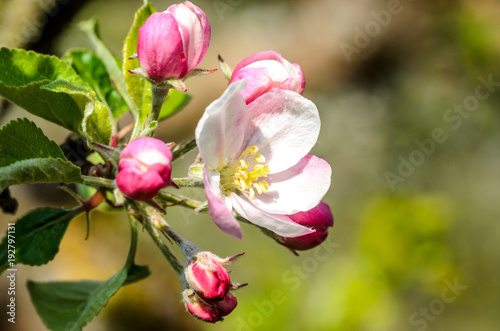 apple blossom macro springtime