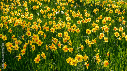 daffodil meadow in easter season