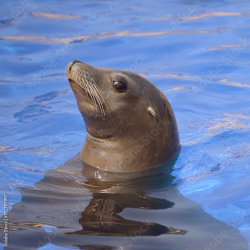 Fototapeta Naklejka Na Ścianę i Meble -  Profile portrait California sea lion (Zalophus california) in blue water