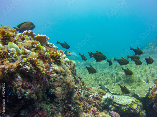 batfish indian ocean