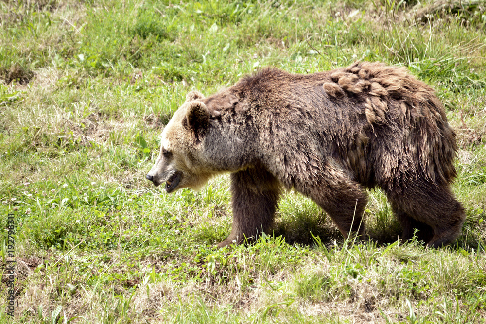 Brown bear (Ursus arctos) seen from profile walking on grass Brown bear (Ursus arctos) seen from profile walking on grass