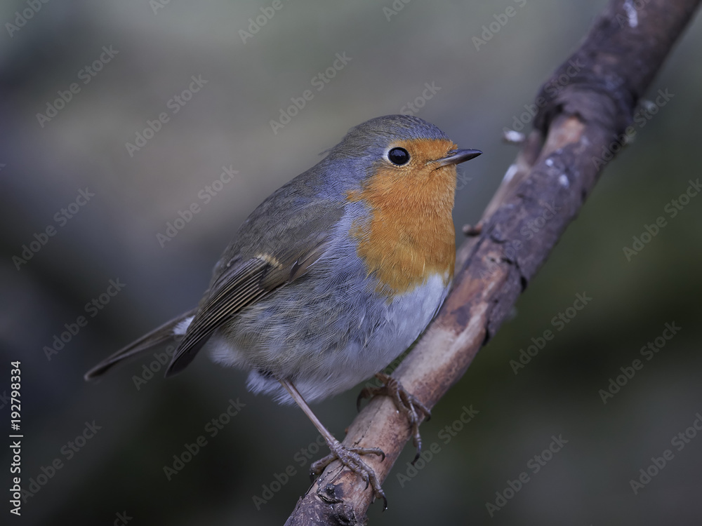 Fototapeta premium European robin (Erithacus rubecula)
