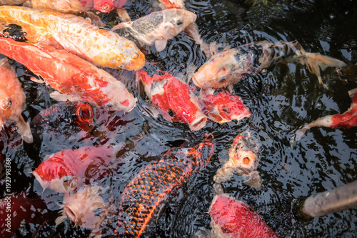 Colorful fancy carp fish or koi fish are swimming. Koi Fish swimming in the pond. Water is clear black and reflection of light. Top view with copy space.