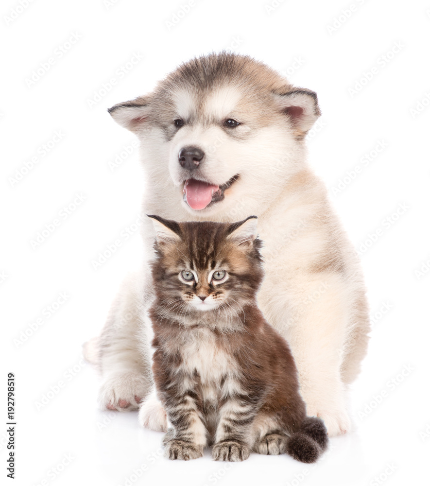 Alaskan malamute puppy  and kitten  sitting together. isolated on white background