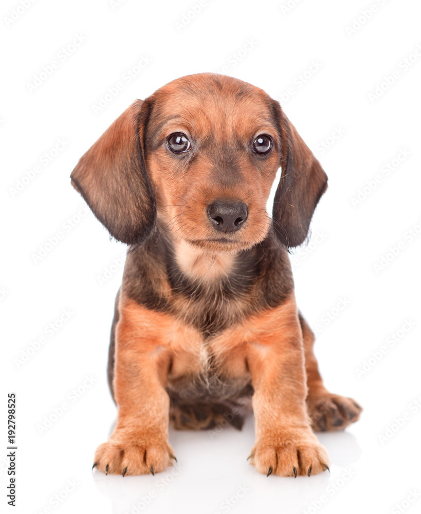 Dachshund puppy. isolated on white background