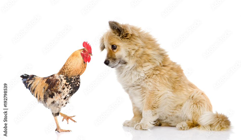 Obraz premium Cock and puppy - symbols of the Chinese New Year 2017 and 2018 looking at each other. Isolated on white background