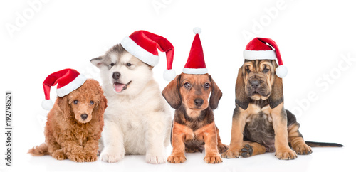 Group of purebred puppies in red christmas hats . isolated on white background