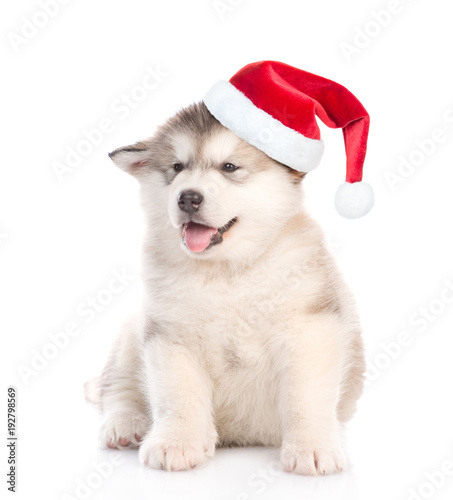 Alaskan malamute puppy in red christmas hat. isolated on white background