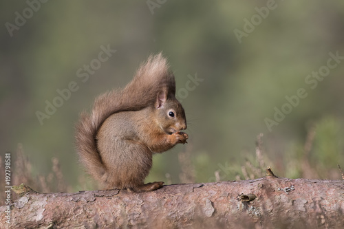 Red squirrel, Sciurus Vulgaris, sitting and walking along pine branch near heather in the forests of cairngorms national, scotland © Paul