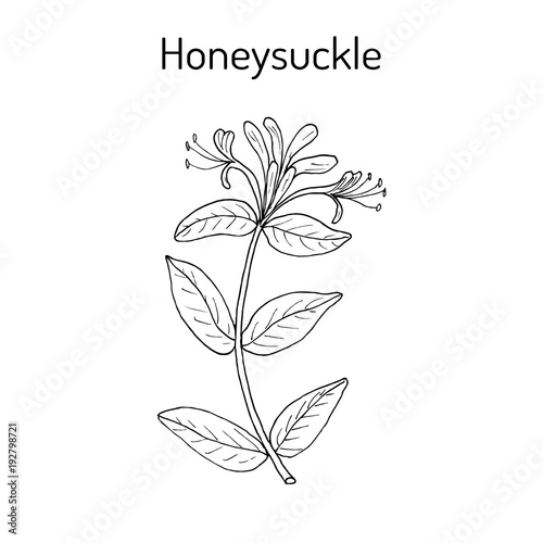 Honeysuckle Lonicera periclymenum , or woodbine, medicinal plant