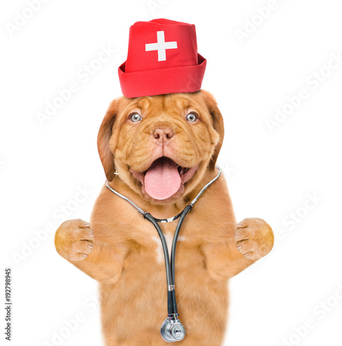 Funny puppy dressed like a doctor with a stethoscope on his neck. isolated on white background