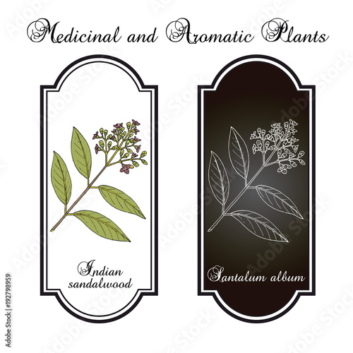 Indian sandalwood Santalum album , medicinal plant