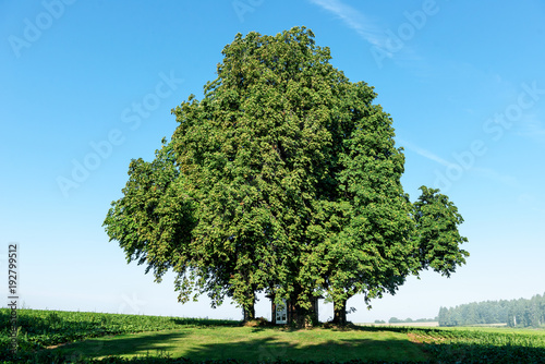 Huge chestnut tree on meadow under Blue Sky