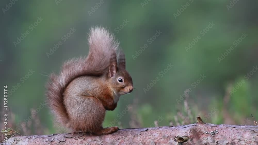 Red squirrel, Sciurus Vulgaris, sitting and walking along pine branch near heather in the forests of cairngorms national, scotland Red squirrel, Sciurus Vulgaris, sitting and walking along pine branch near heather in the forests of cairngorms national, scotland