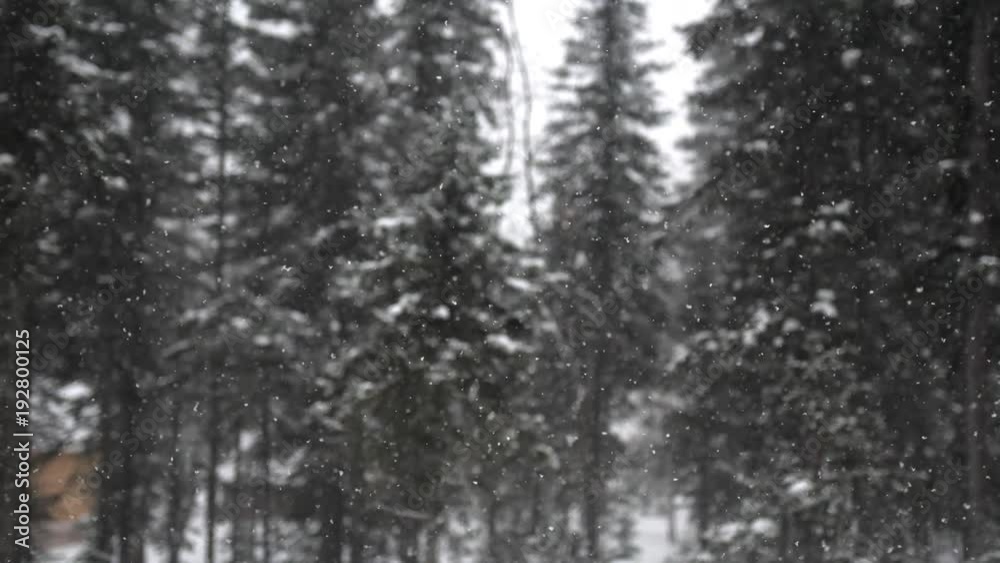 Snowfall in the forest park. Winter landscape in snow-covered park. Heavy beautiful snowfall changes focus to pines. 3840x2160 Snowfall in the forest park. Winter landscape in snow-covered park. Heavy beautiful snowfall changes focus to pines. 3840x2160