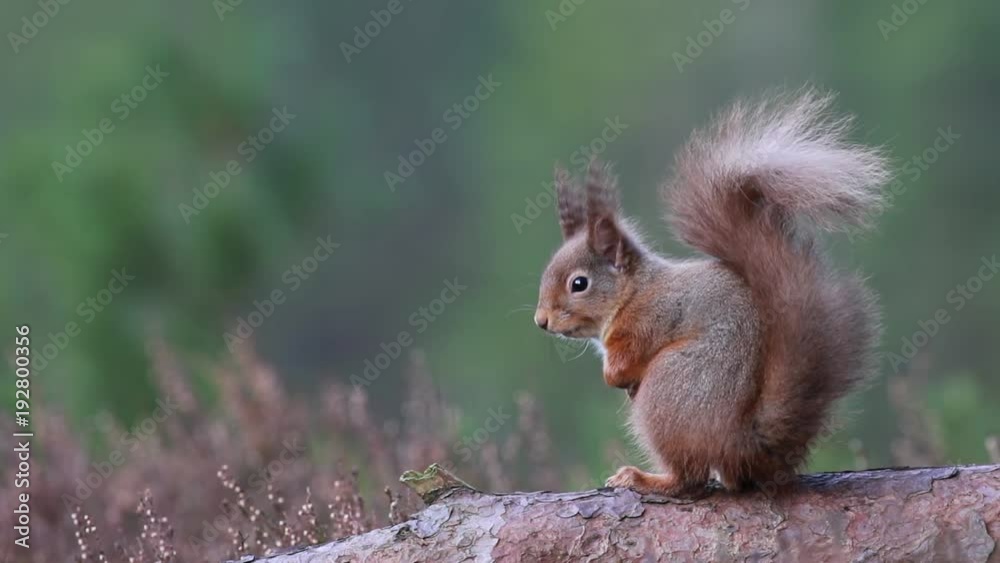Red squirrel, Sciurus Vulgaris, sitting and walking along pine branch near heather in the forests of cairngorms national, scotland Red squirrel, Sciurus Vulgaris, sitting and walking along pine branch near heather in the forests of cairngorms national, scotland