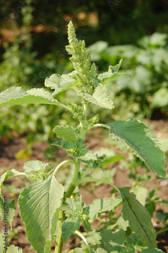 Amaranthus retroflexus photo