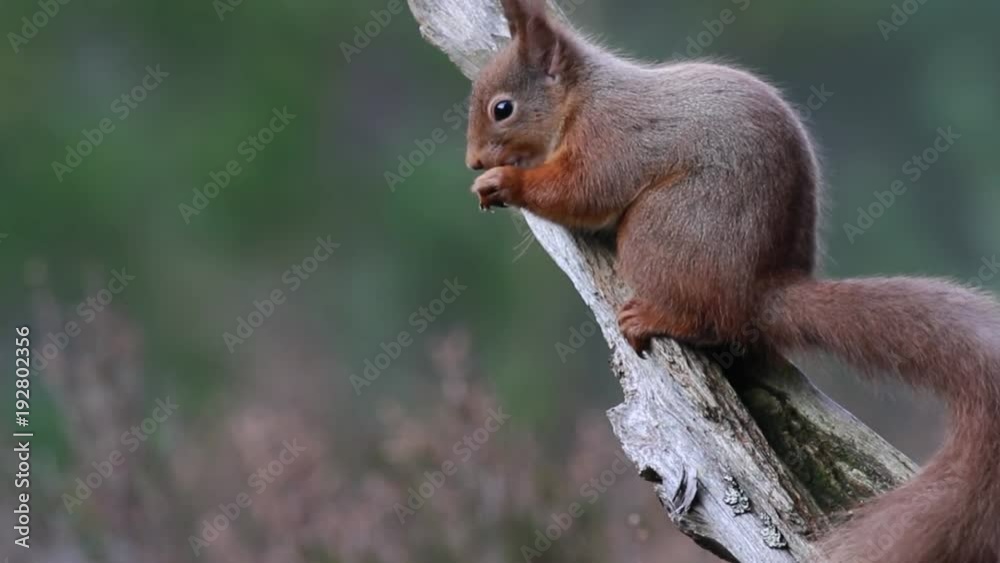Red squirrel, Sciurus Vulgaris, sitting and walking along pine branch near heather in the forests of cairngorms national, scotland Red squirrel, Sciurus Vulgaris, sitting and walking along pine branch near heather in the forests of cairngorms national, scotland