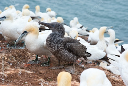 Basstölpel (Morus bassanus oder Sula bassana), Kolonie auf Lummenfelsen der Insel Helgoland, Alttiere und Jungtier, Nordsee, Schleswig-Holstein, Deutschland, Europa  photo