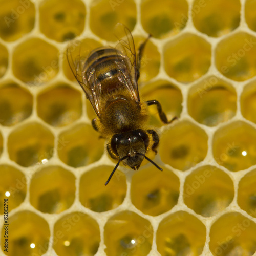 Bees build honeycombs. Work of bee to create honeycomb walls. © The physicist