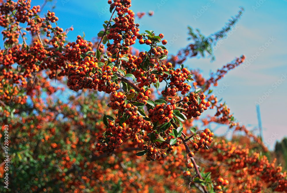 Sea Buckthorn full of berries at autumn time, close up Sea Buckthorn full of berries at autumn time, close up