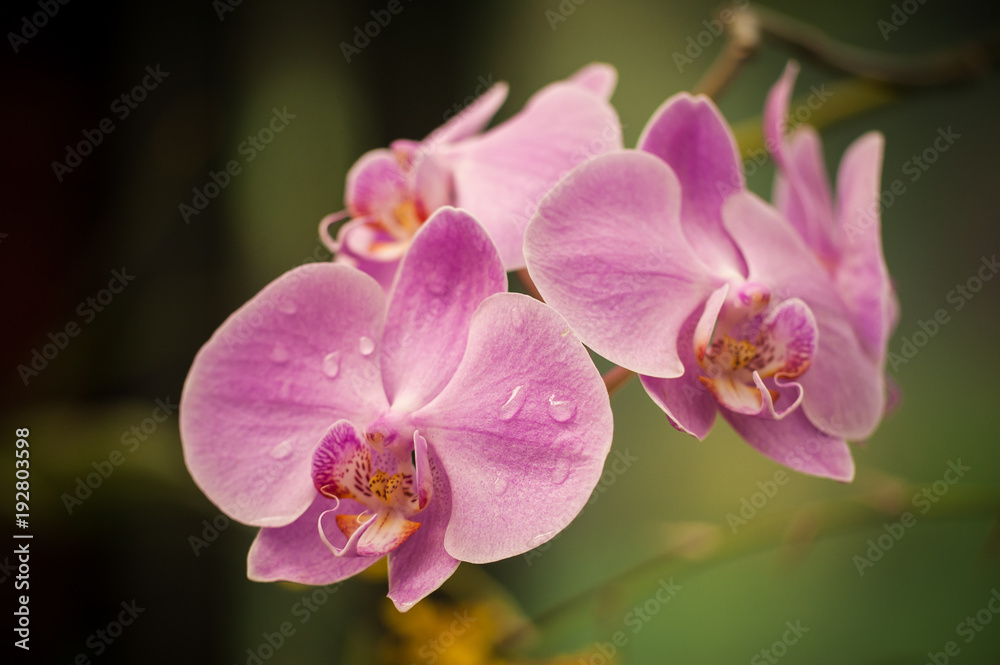 Macro shot of a pink orchid isolated ob green background. Holiday card. Macro shot of a pink orchid isolated ob green background. Holiday card.