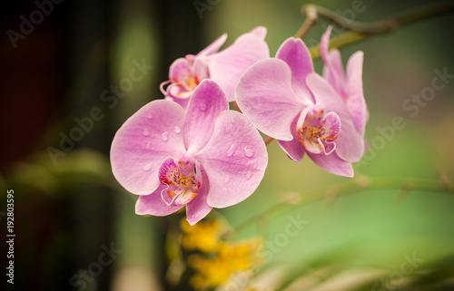 Macro shot of a pink orchid isolated ob green background. Holiday card.