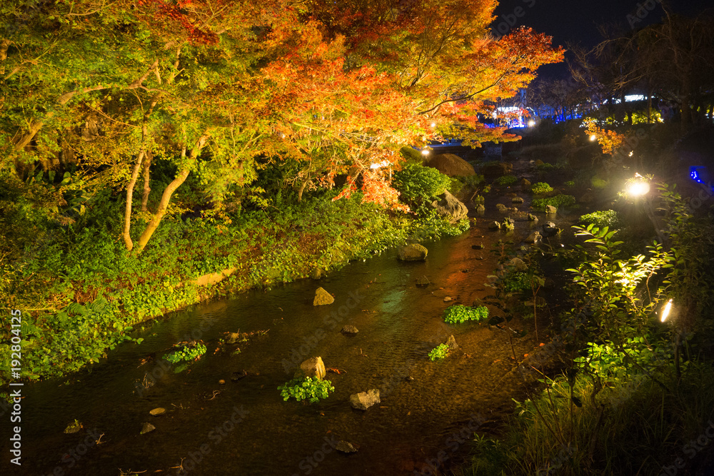 Japanese garden illuminated at night
