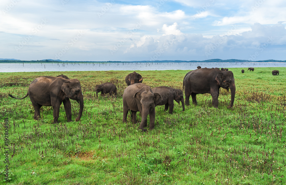 A herd of wild Indian elephants in the reserve is grazed on the field. Safari in the reserve. Elephants are grazing A herd of wild Indian elephants in the reserve is grazed on the field. Safari in the reserve. Elephants are grazing