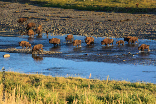 Buffalo Bison while crossing a river  in Lamar Valley Yellowstone