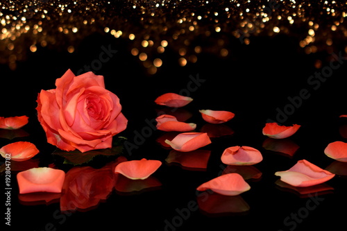 красивая розовая роза на черном фоне с отражением          