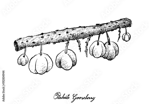 Hand Drawn of Otaheite Gooseberry on White Background