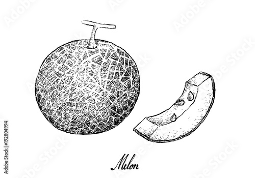 Hand Drawn of Melon Fruit on White Background