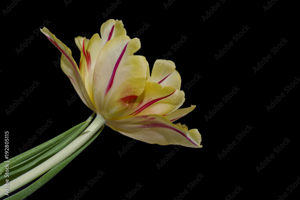 tulpenblüte tulpenblüte