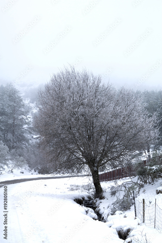 Obraz premium snowy landscape, winter