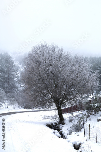 snowy landscape, winter © tetxu