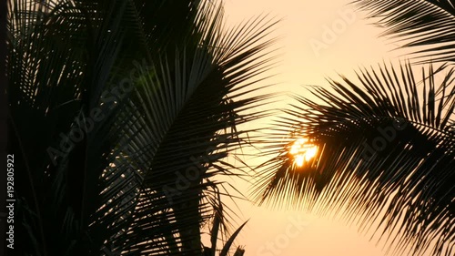 Stunning beauty of the red sunset of a large sun against the backdrop of palm leaves photo