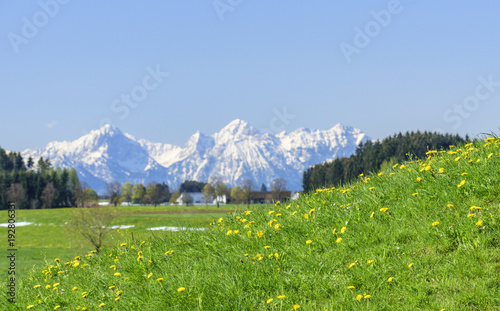 Cuadro en lienzo frische Frühlingswiese im Alpenvorland