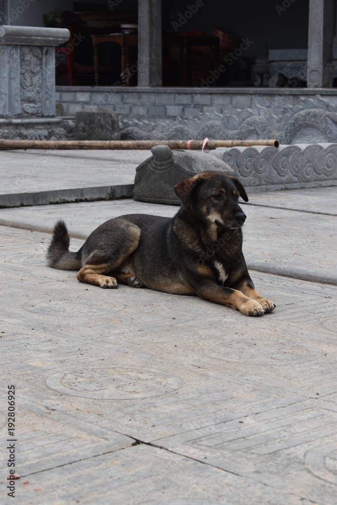 Beautiful 2024 street dog