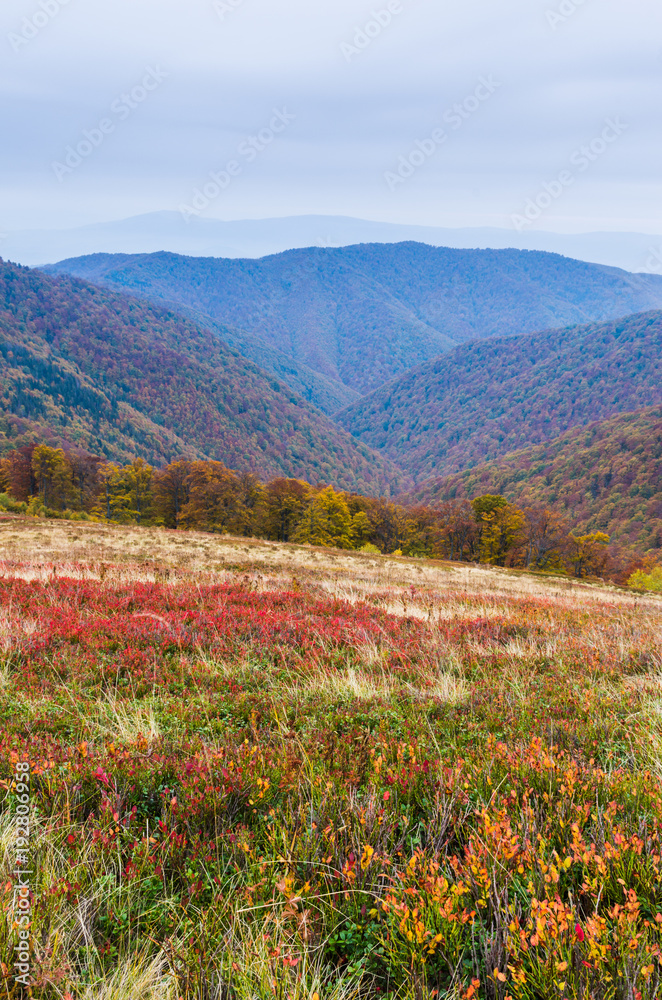 Autumn landscape of blueberry fields in the mountains.