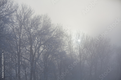 Foggy winterlandscape with sun ball and forest