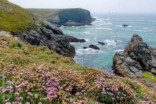 A carpet of purple flowers in front of the blue sea and the cliffs of the coast of Belle-Ile, Brittany, France