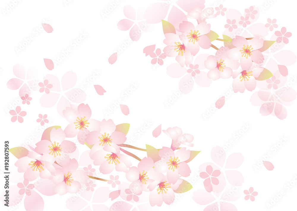 咲く咲く桜 三