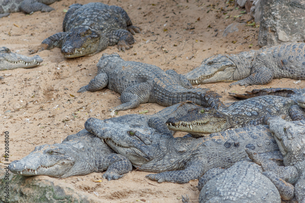 Obraz premium Group of ferocious crocodiles or alligators basking in the sun and maintained at Madras Crocodile Bank Trust located in Chennai, India and its one of popular tourists attraction and famous landmark
