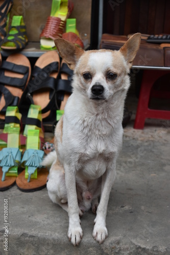 Beautiful closeup of a white street dog sitting on a stone stairs in Hoi An, Vietnam, Asia © places-4-you
