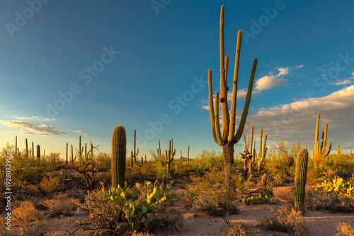 Landscape at Saguaro National Park at sunset, Tucson, Arizona, USA