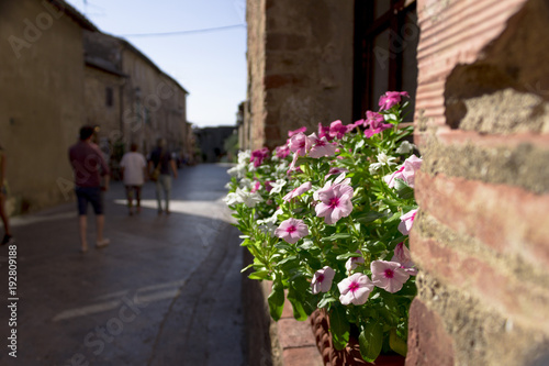 Fototapeta Naklejka Na Ścianę i Meble -  Flowers of Tuscany