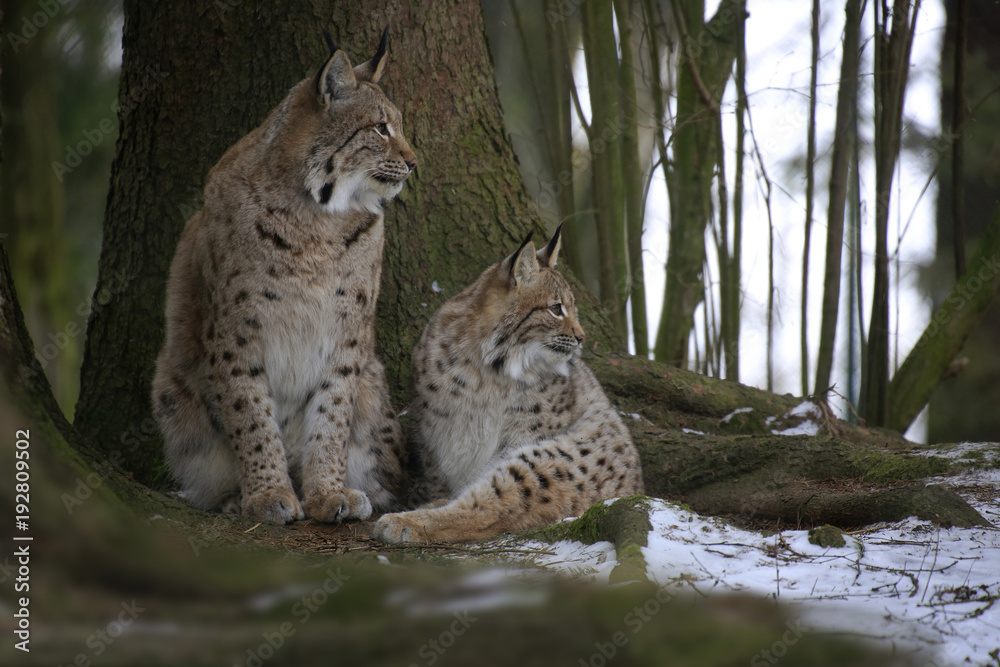 Fototapeta premium Eurasischer Luchs (Lynx lynx) Muttertier mit Jugem im Wald