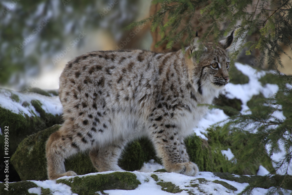Eurasischer Luchs (Lynx lynx) Jungtier geht durch den Wald Eurasischer Luchs (Lynx lynx) Jungtier geht durch den Wald